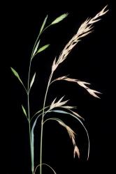 Image: P.B. Heenan © Landcare Research 2014 